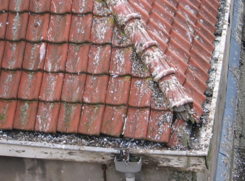 ExcrementenKusters_birdcontrol_reiniging_ontsmetting pigeon