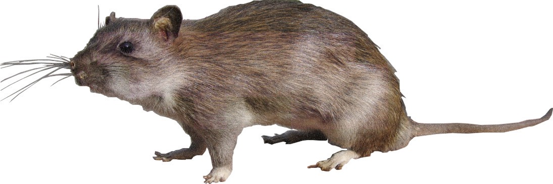 rat uitgesneden3
